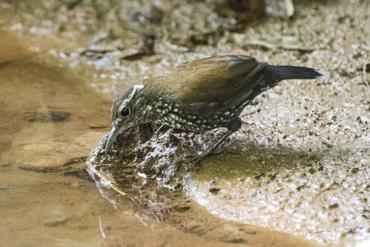 Sharp-tailed Streamcreeper - ML295234891