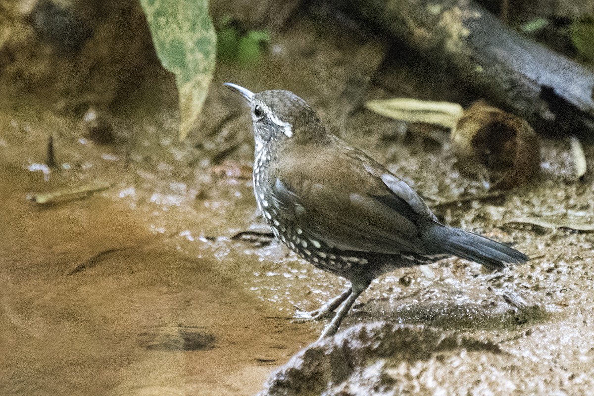 Sharp-tailed Streamcreeper - ML295235071