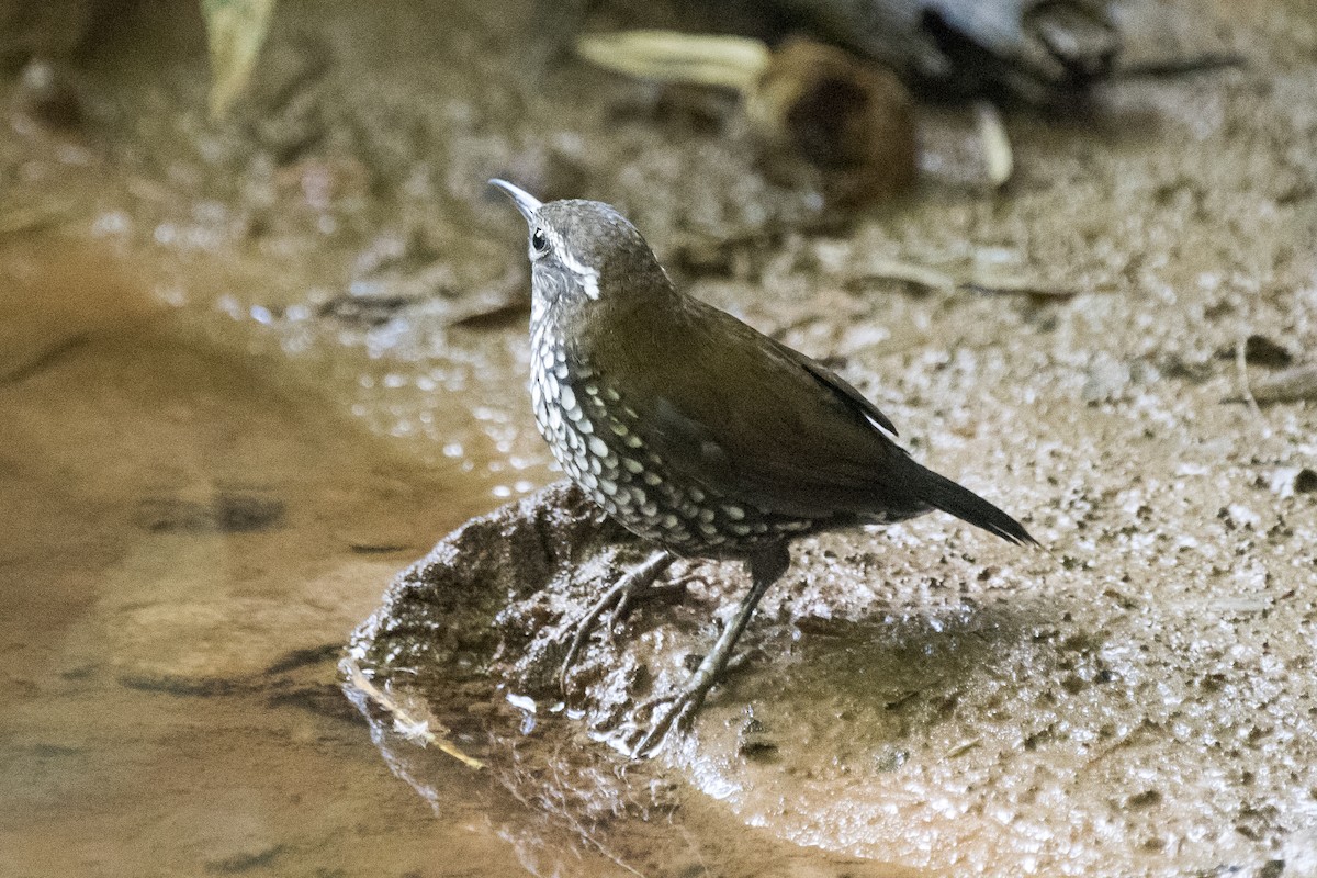 Sharp-tailed Streamcreeper - ML295235111