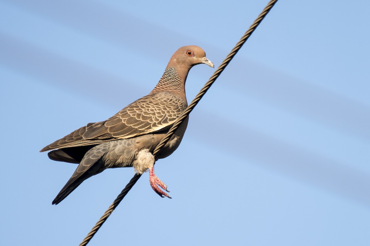 Picazuro Pigeon - ML295235431