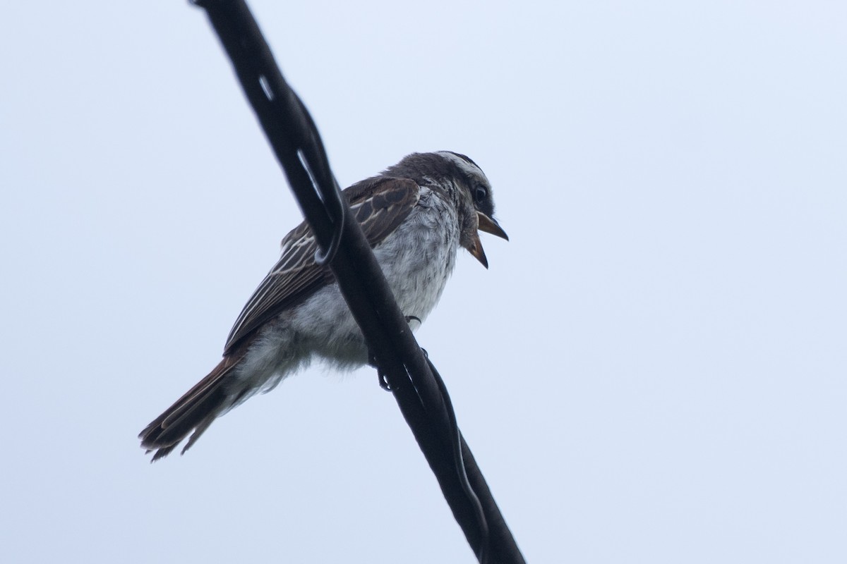 Variegated Flycatcher - ML295235511