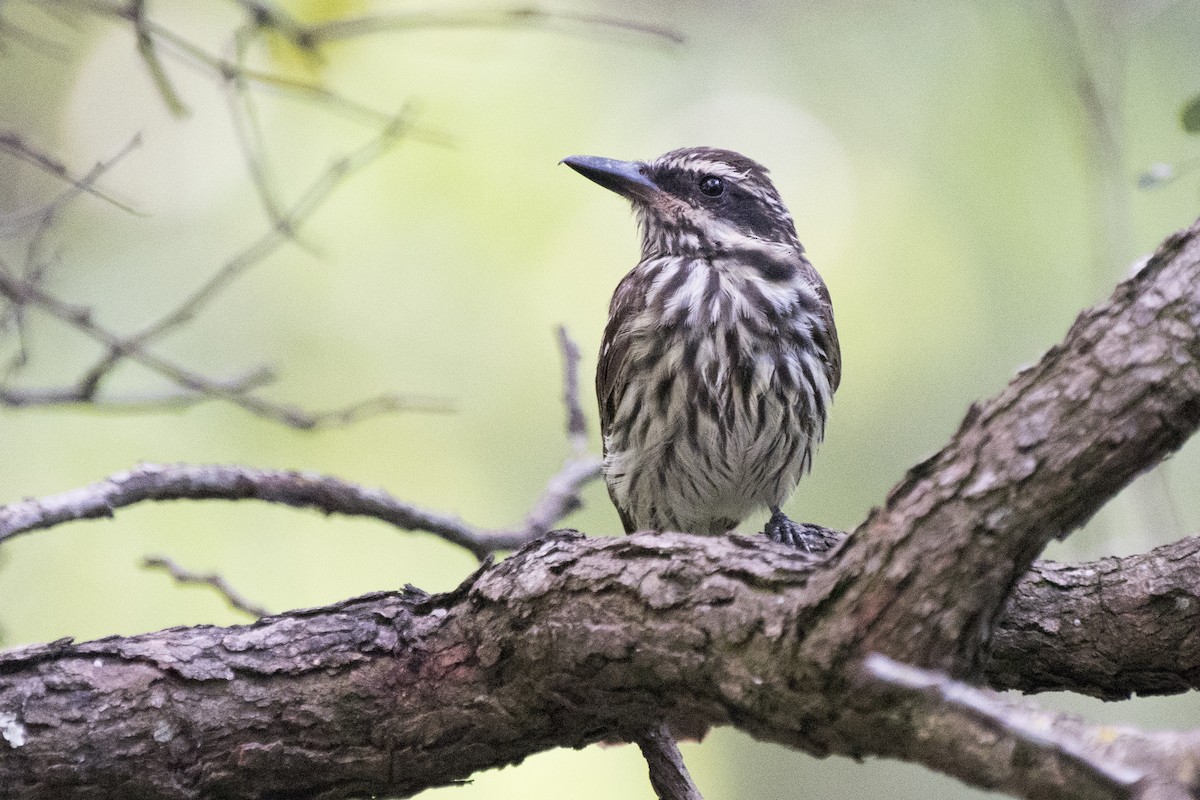 Streaked Flycatcher - ML295235611