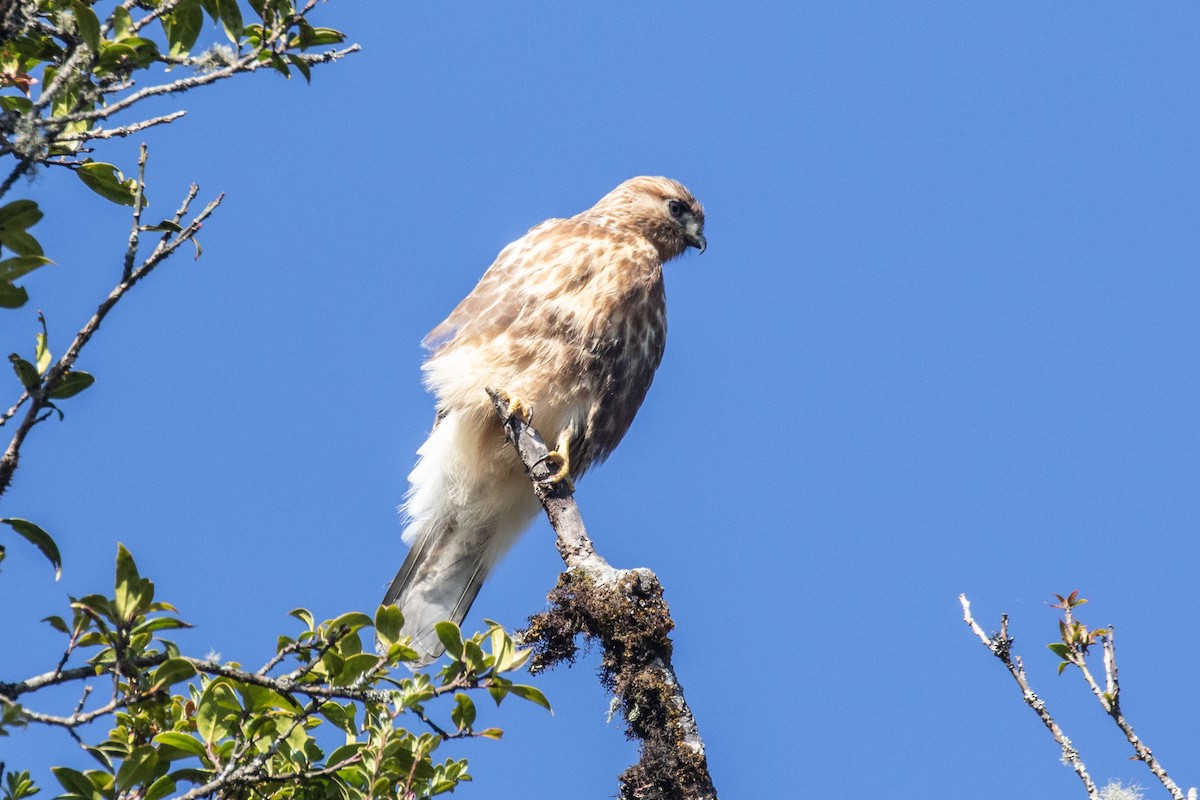 Himalayan Buzzard - ML295235701