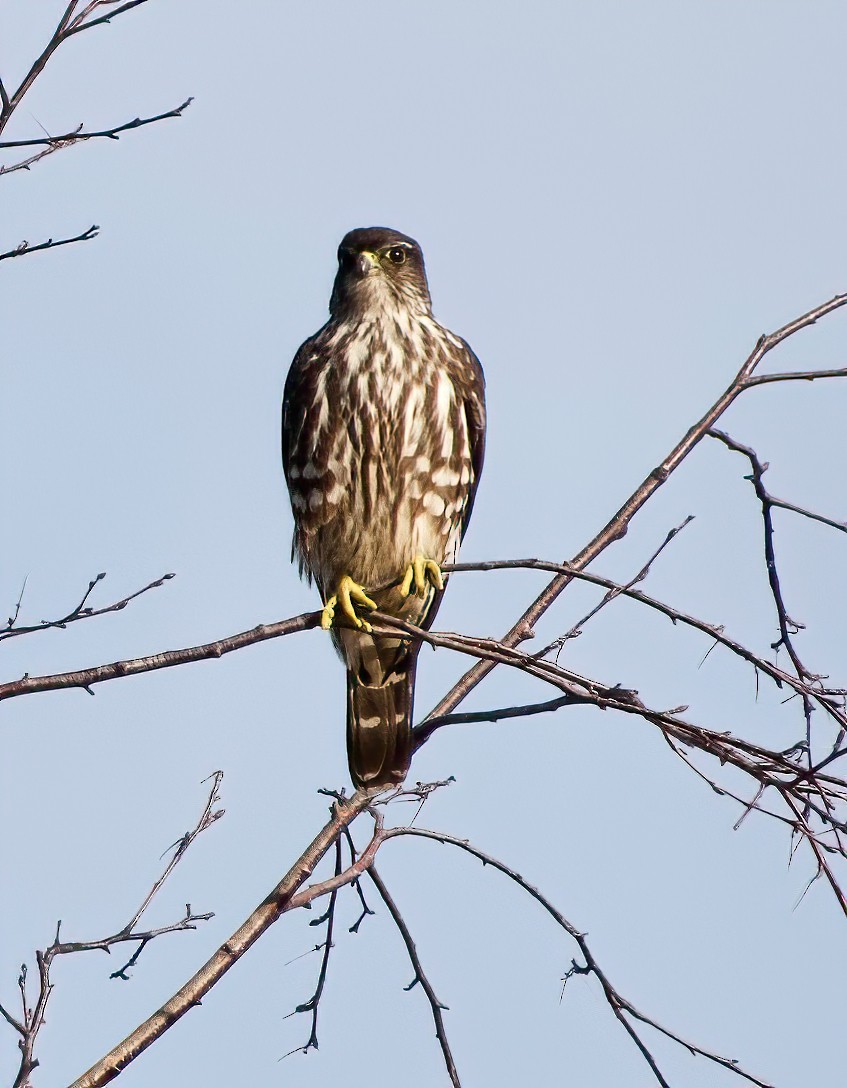 dřemlík tundrový (ssp. suckleyi) - ML295236271