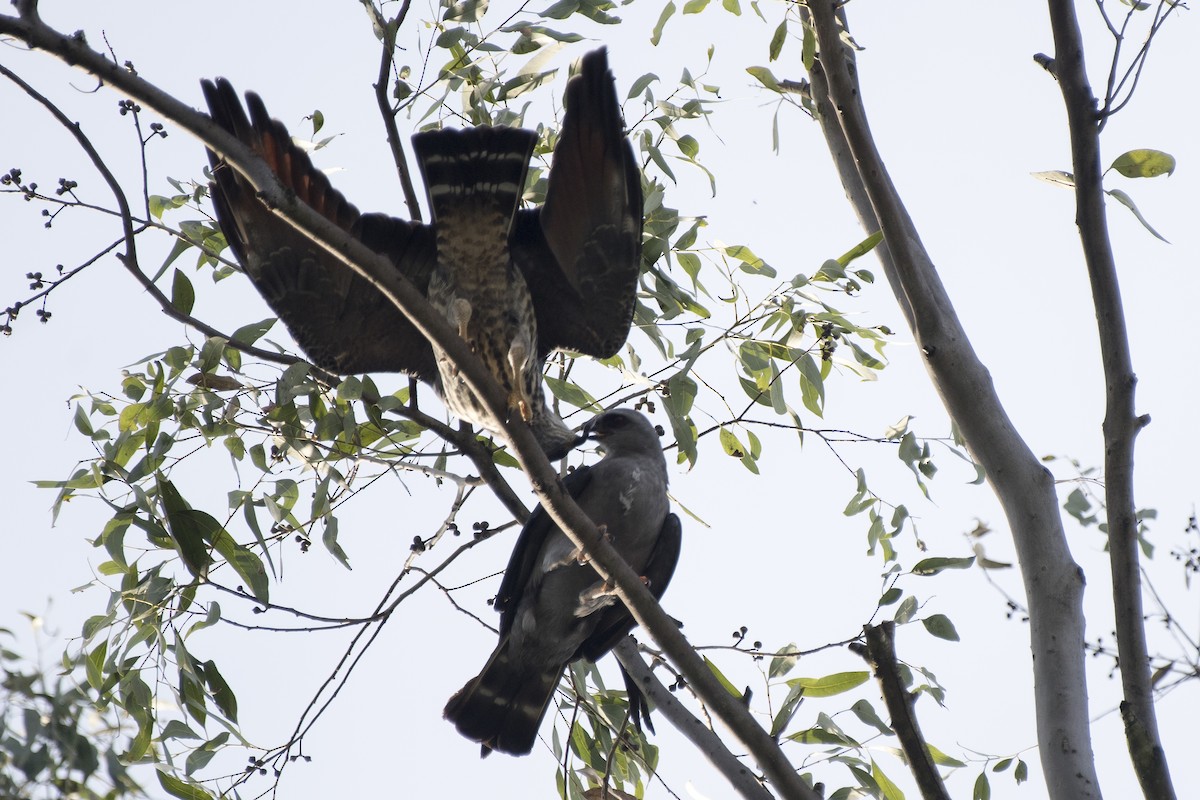 Plumbeous Kite - Luiz Carlos Ramassotti