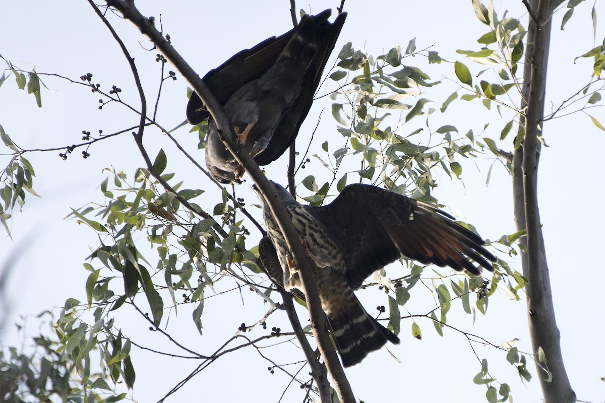 Plumbeous Kite - ML295236481