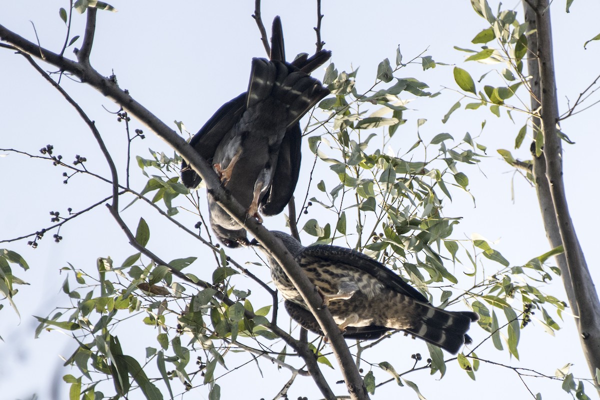 Plumbeous Kite - ML295236491