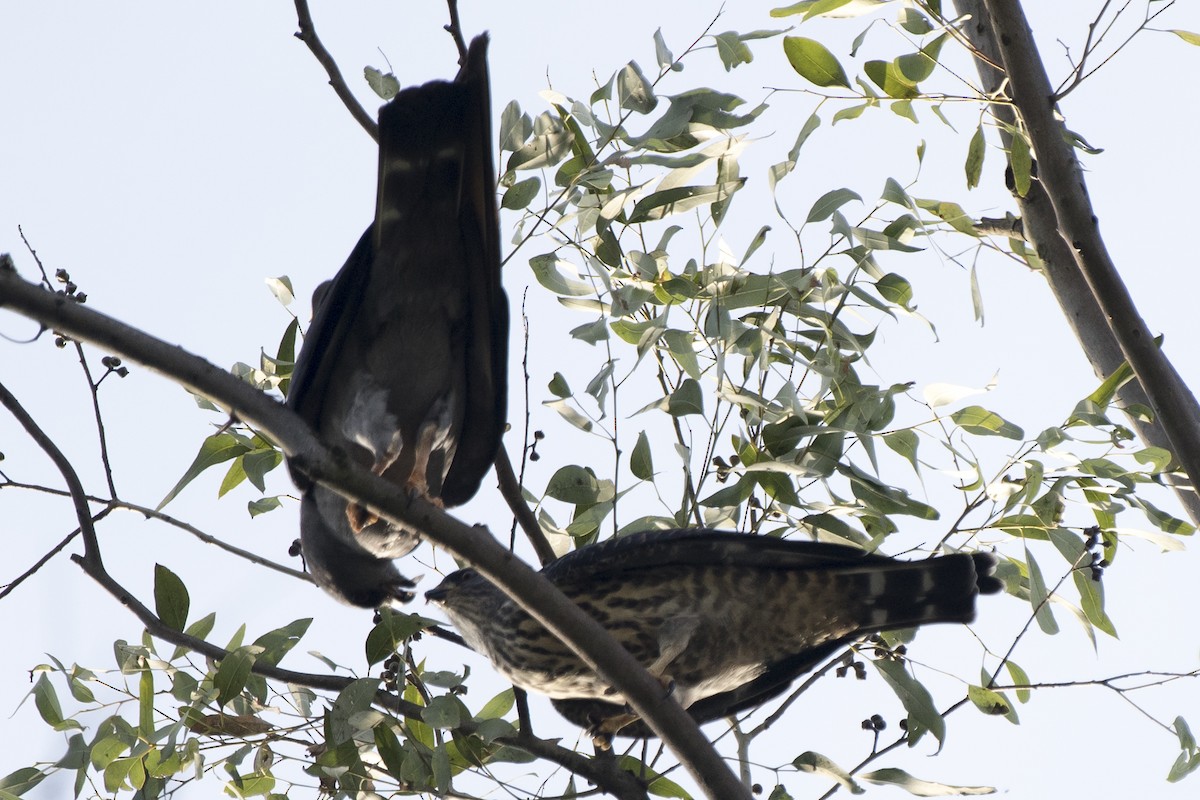 Plumbeous Kite - ML295236541