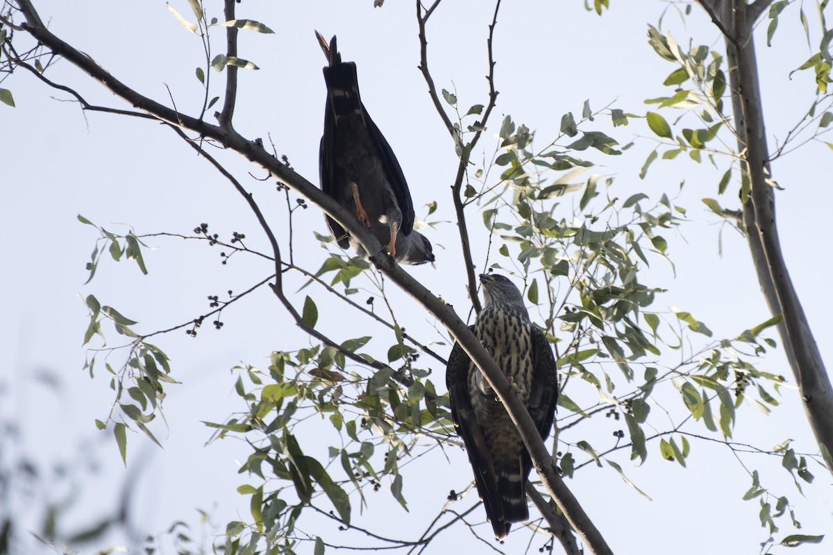 Plumbeous Kite - ML295236561