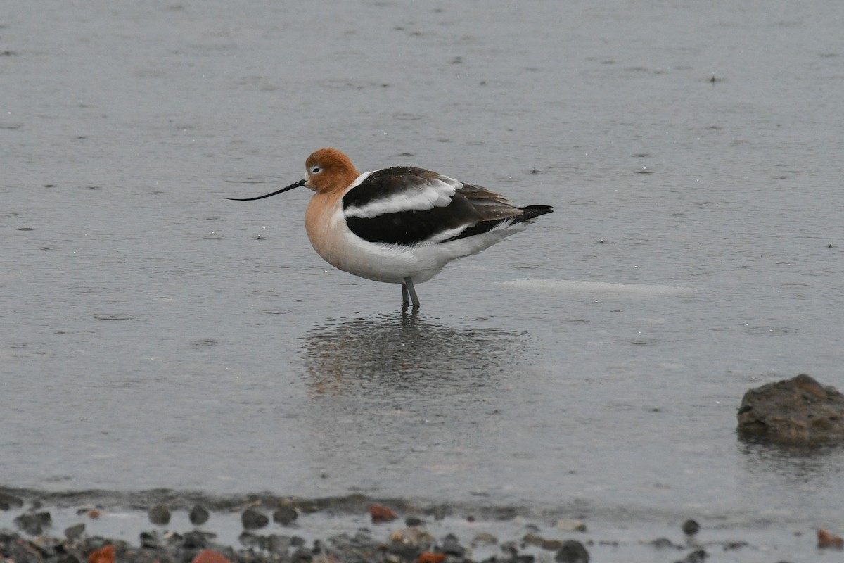 American Avocet - WNY Records