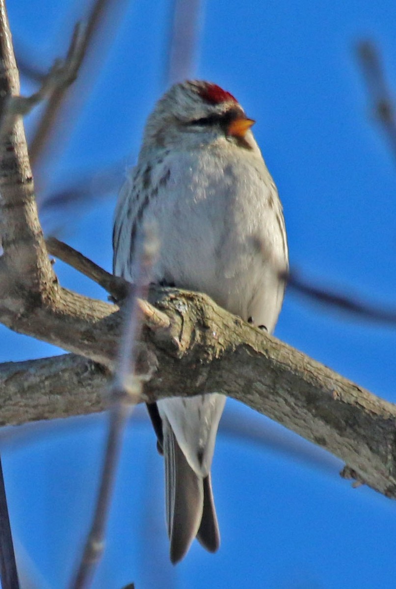 Common Redpoll - ML295237421