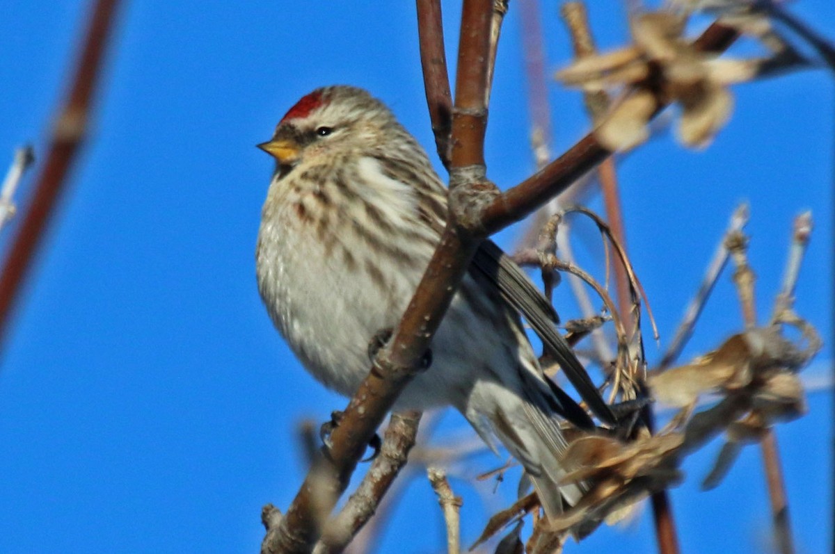 Common Redpoll - ML295237611