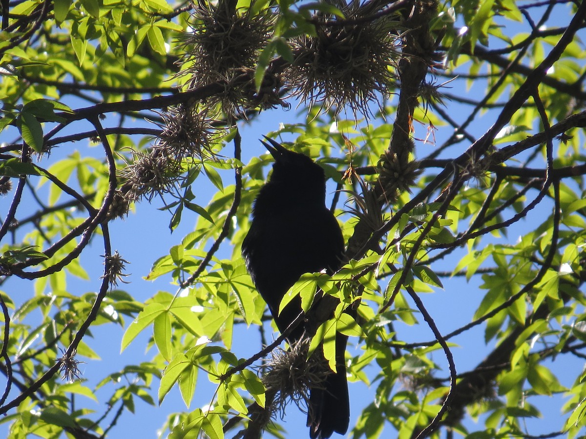 Scrub Blackbird - ML29523811