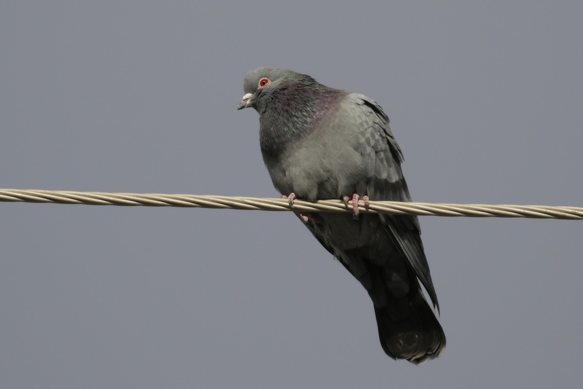 Rock Pigeon (Feral Pigeon) - Cameron Eckert