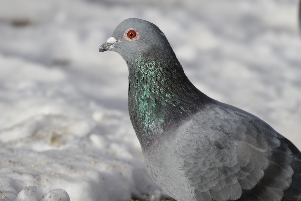 Rock Pigeon (Feral Pigeon) - Cameron Eckert