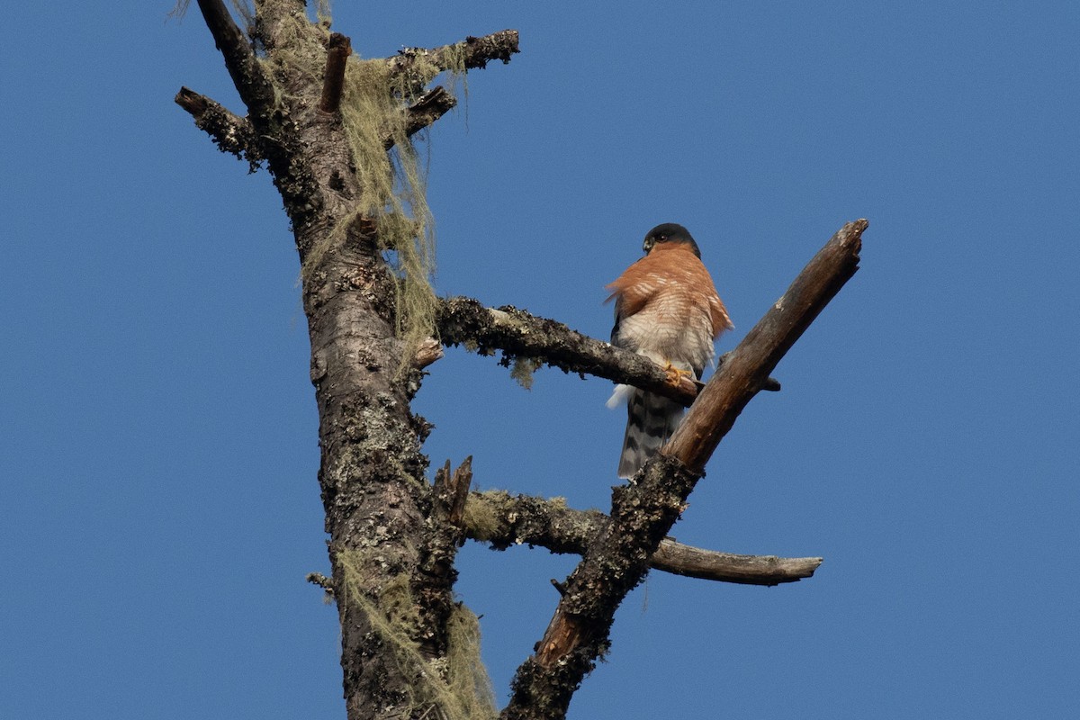 Eurasian Sparrowhawk - Josh Engel