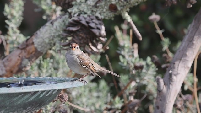 White-crowned Sparrow (Gambel's) - ML295241811