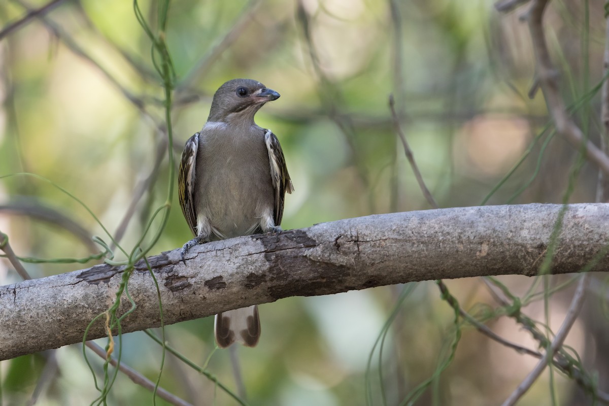 Lesser Honeyguide (Lesser) - ML295242261