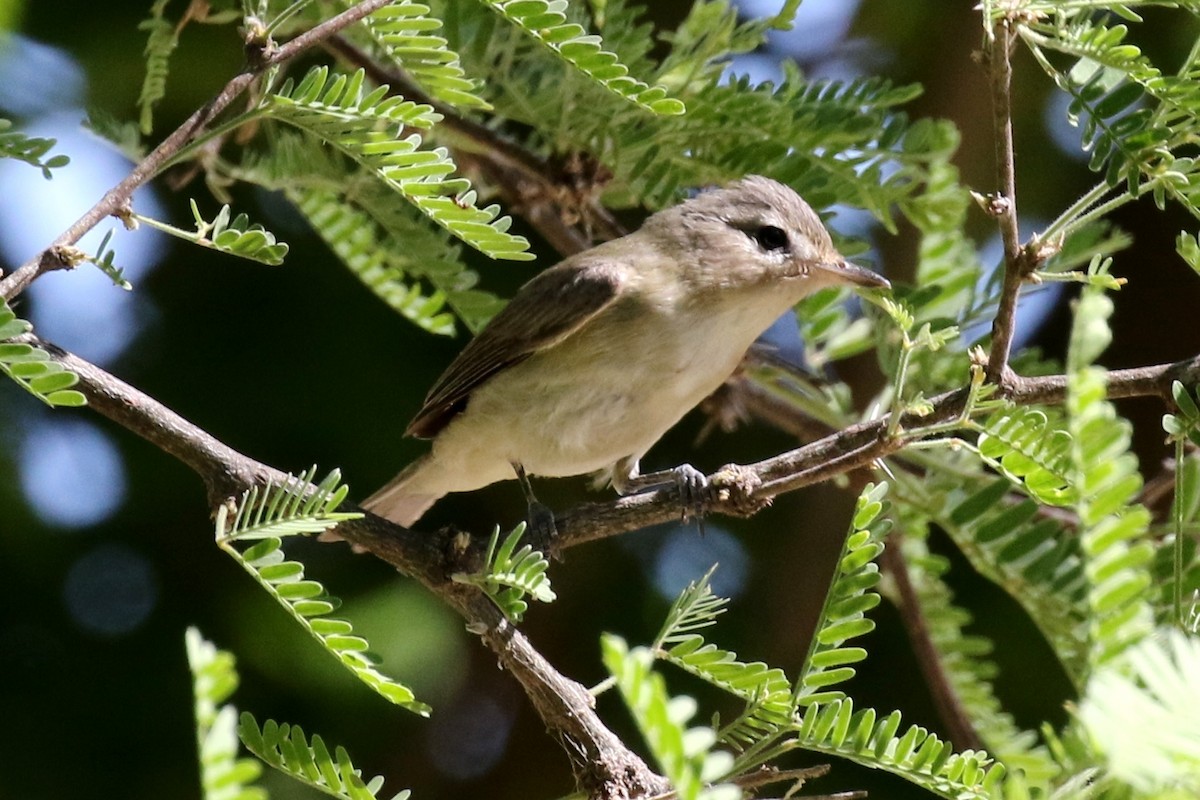 Warbling Vireo - ML29524261