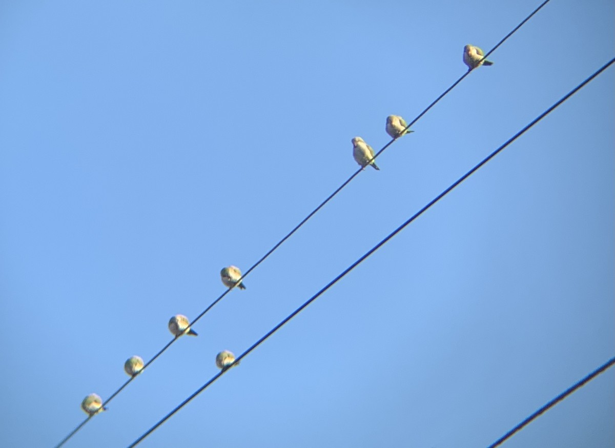 Monk Parakeet - ML295242981