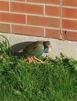 Purple Gallinule - WNY Records