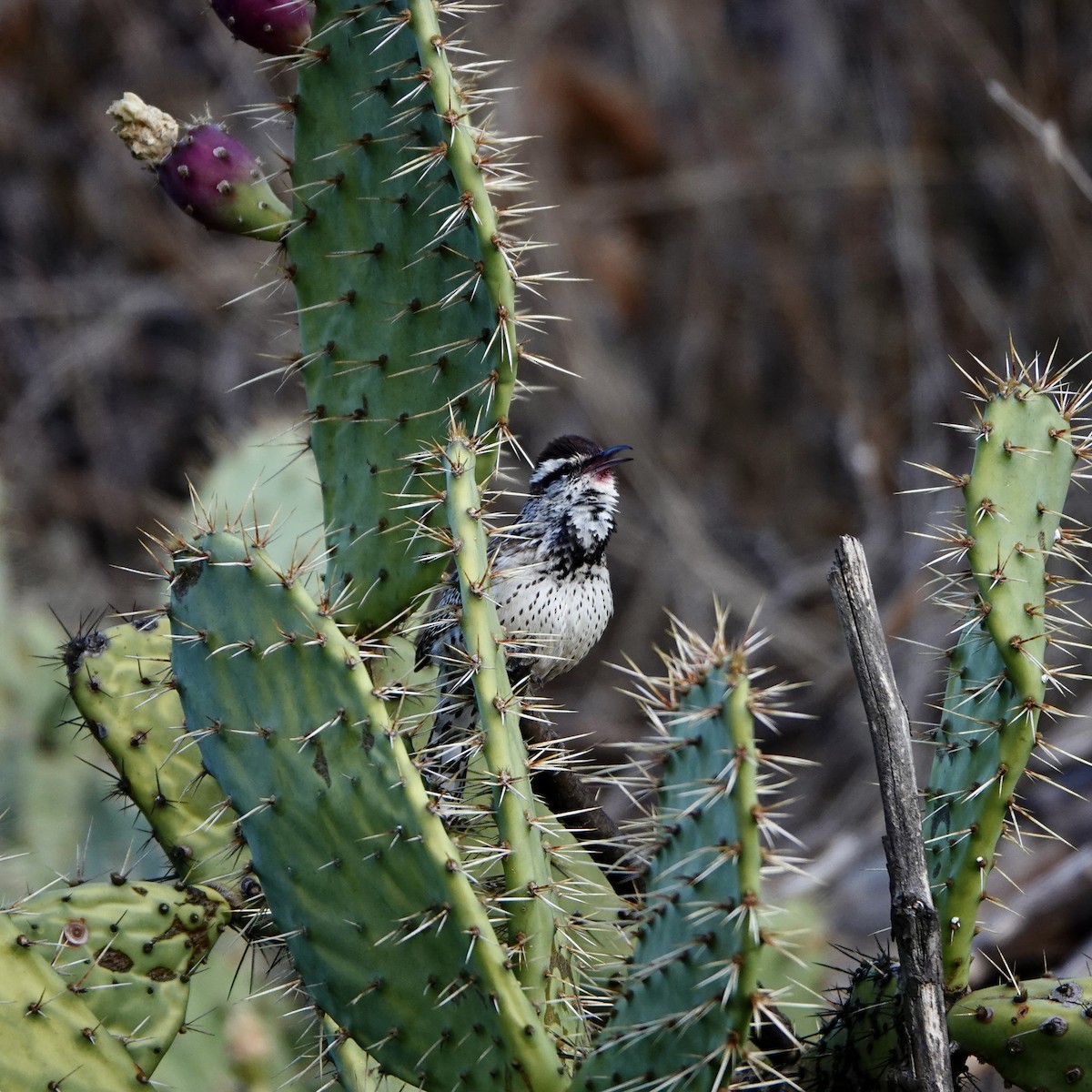 Cactus Wren - ML295243831