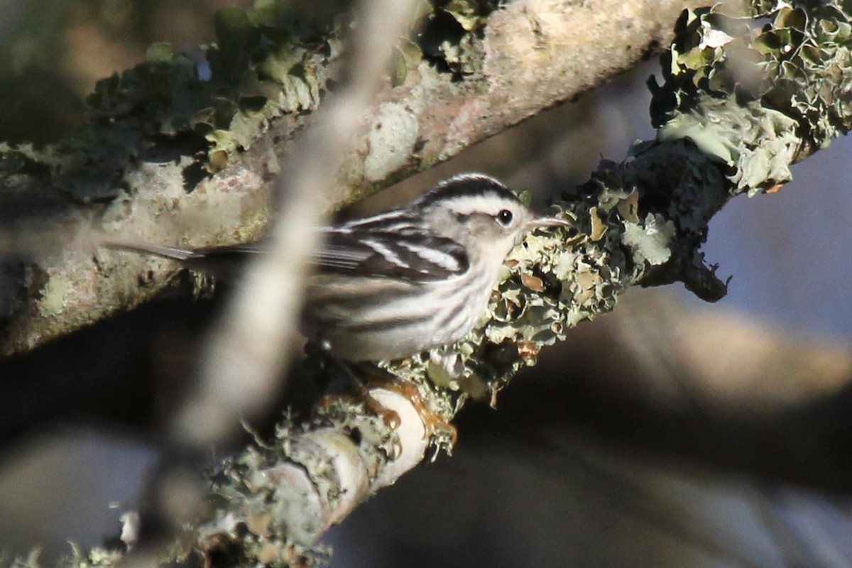 Black-and-white Warbler - ML295246461