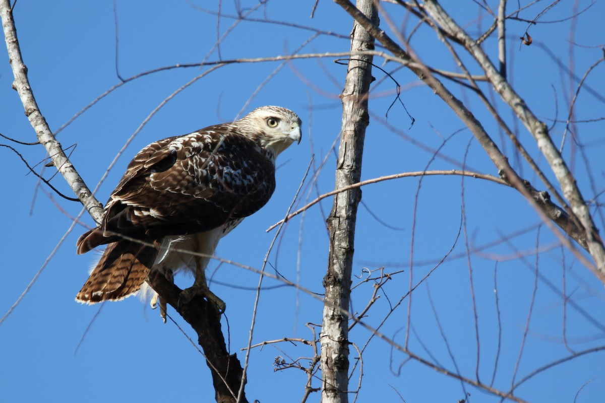 Red-tailed Hawk - ML295247051