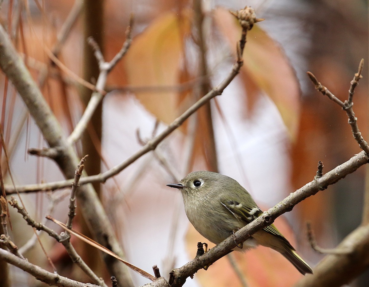 Ruby-crowned Kinglet - ML295249011