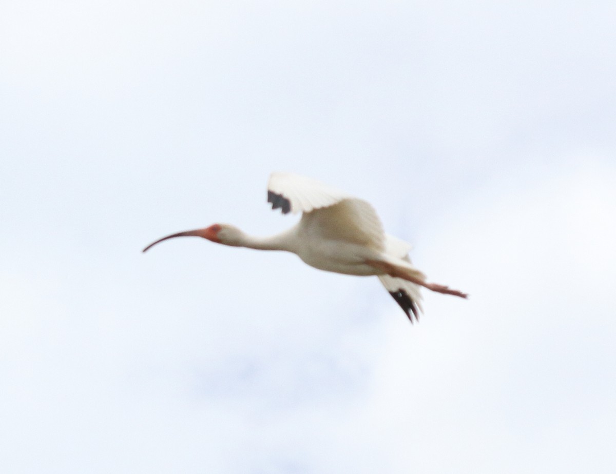 ibis bílý - ML29525081