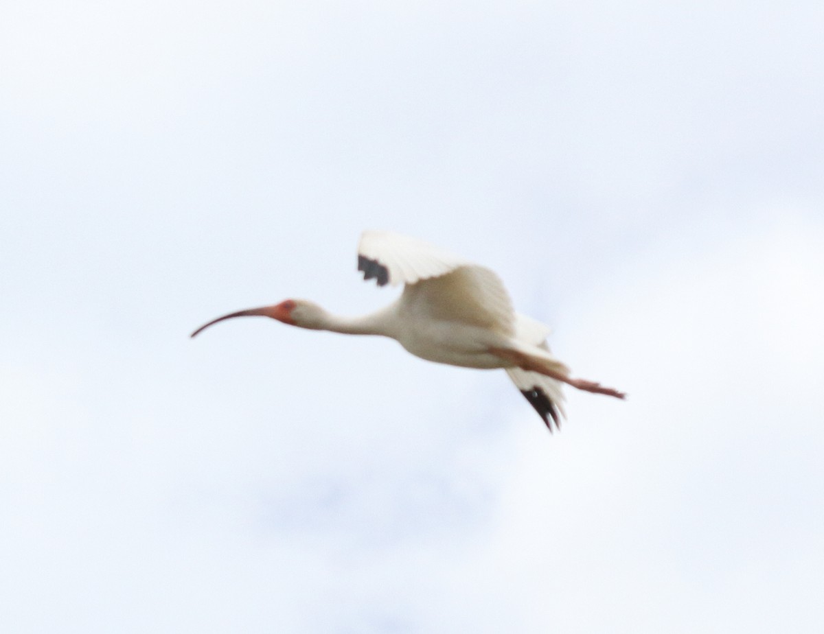 White Ibis - ML29525081