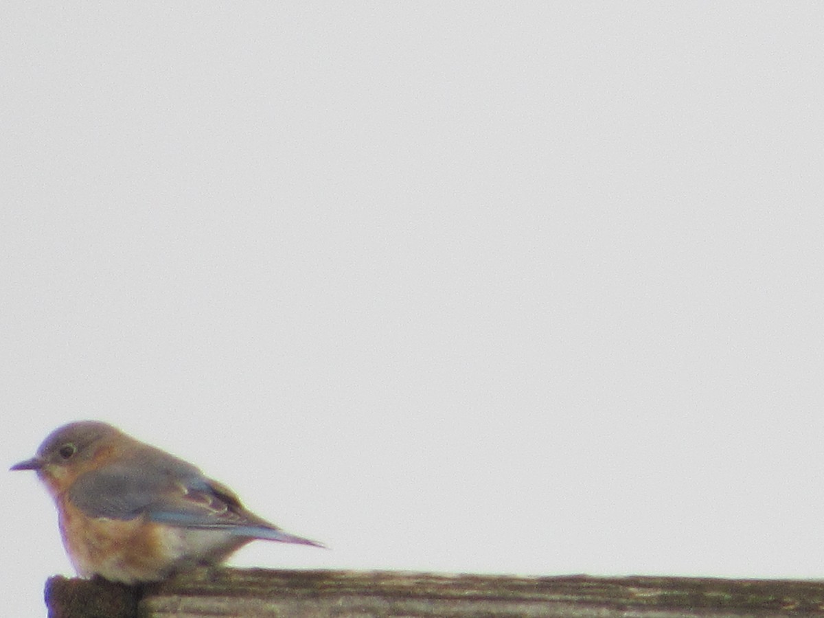 Eastern Bluebird - ML295251971