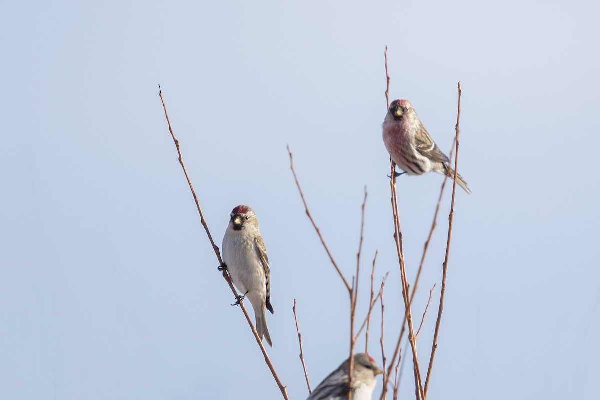 Redpoll (Hoary) - Matt Misewicz