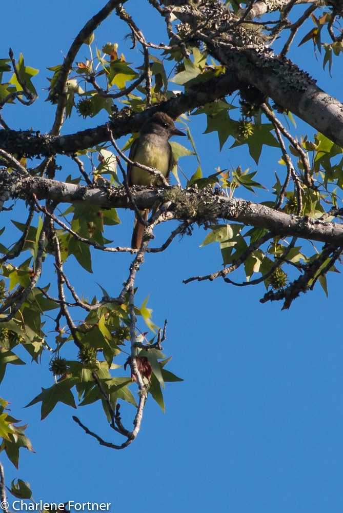 Great Crested Flycatcher - ML29525351