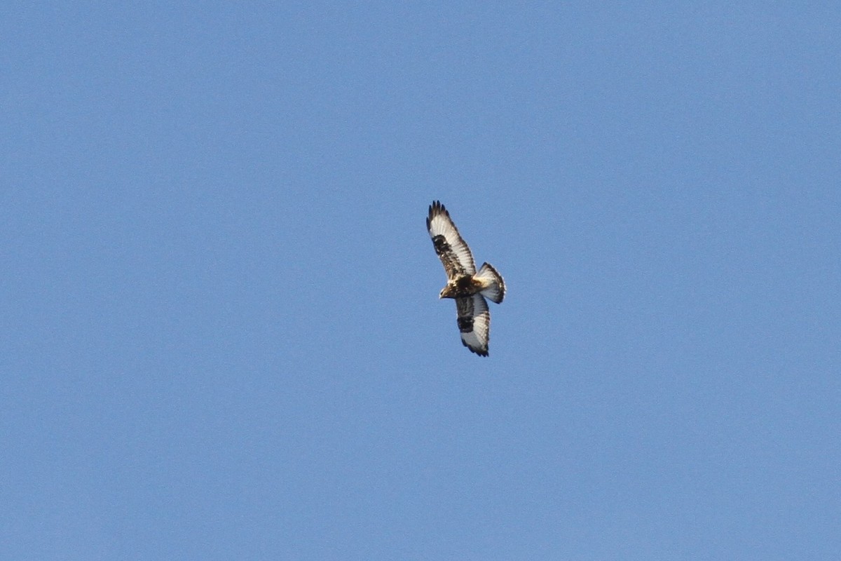 Rough-legged Hawk - ML295253641