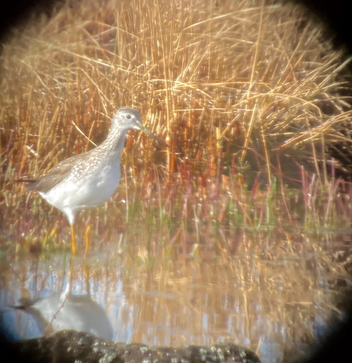 Greater Yellowlegs - ML295253851