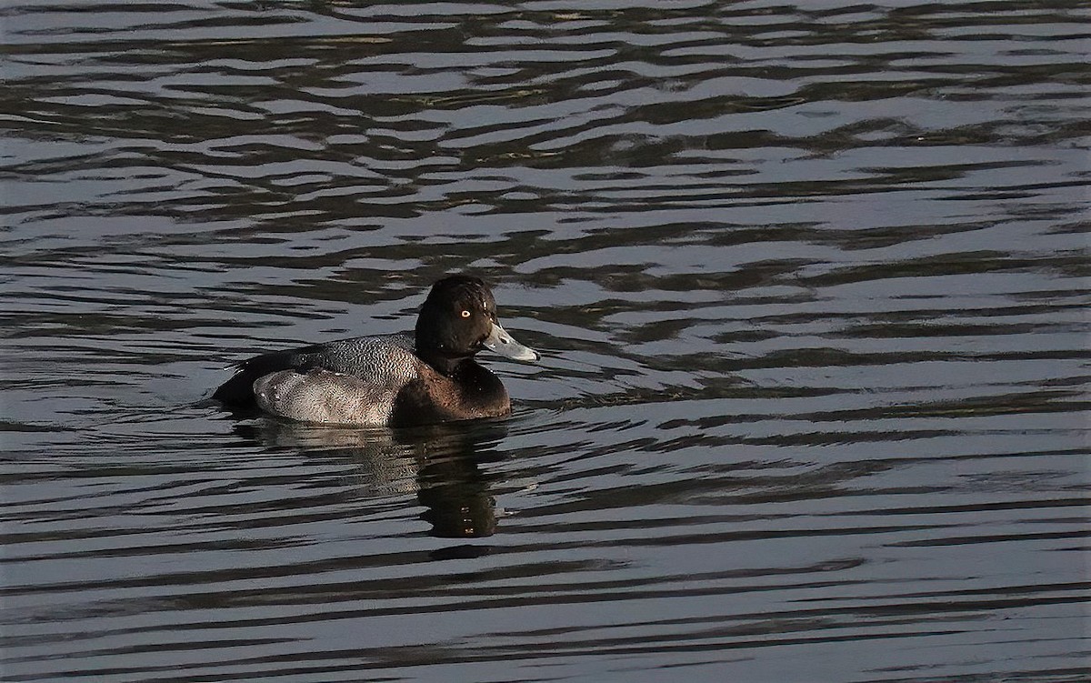 Lesser Scaup - ML295253991