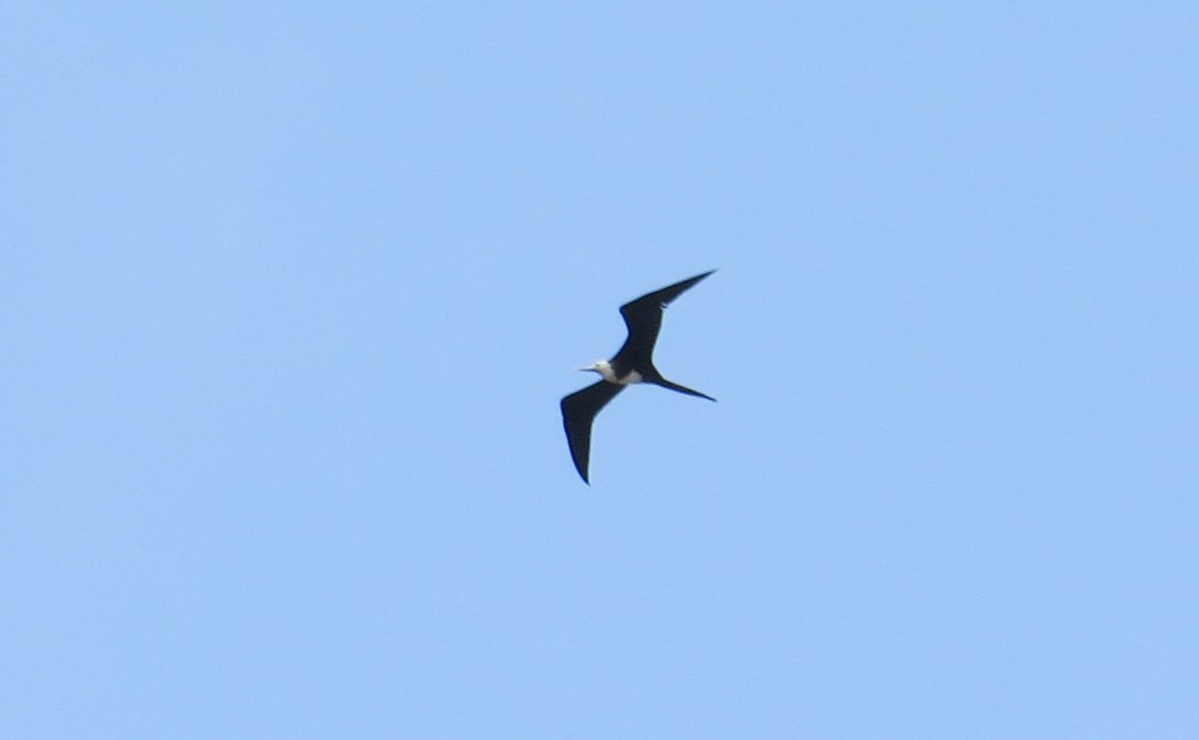 Magnificent Frigatebird - ML29525801