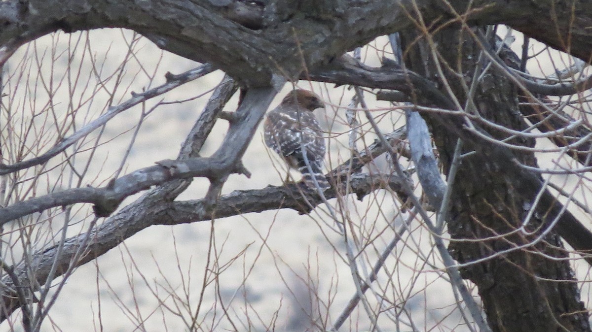 Red-shouldered Hawk - ML295260101