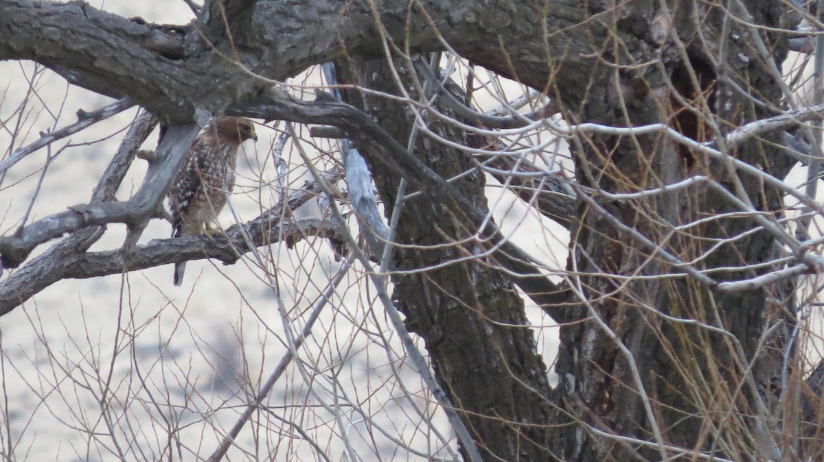 Red-shouldered Hawk - ML295260111