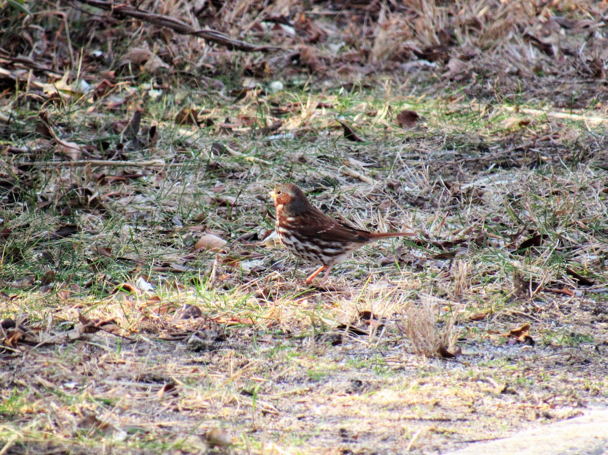 Fox Sparrow - ML295260301