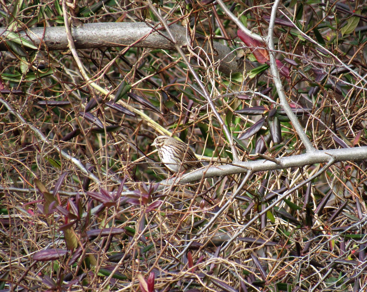 Song Sparrow - ML295260551
