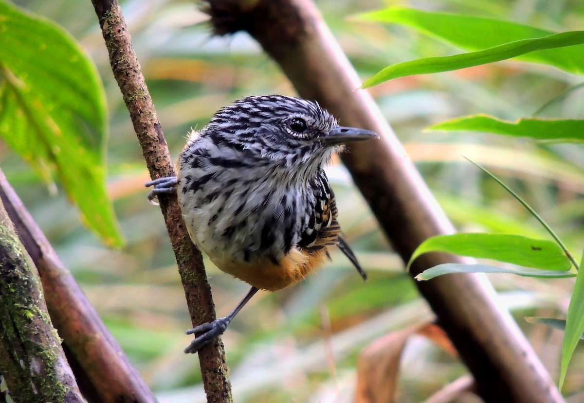 Streak-headed Antbird - Jorge Tiravanti