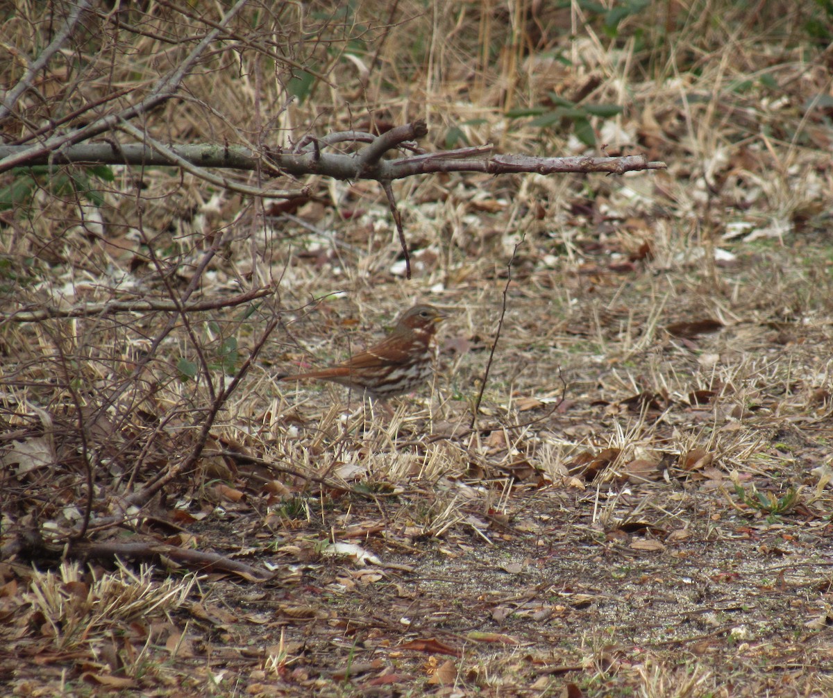 Fox Sparrow - ML295260691