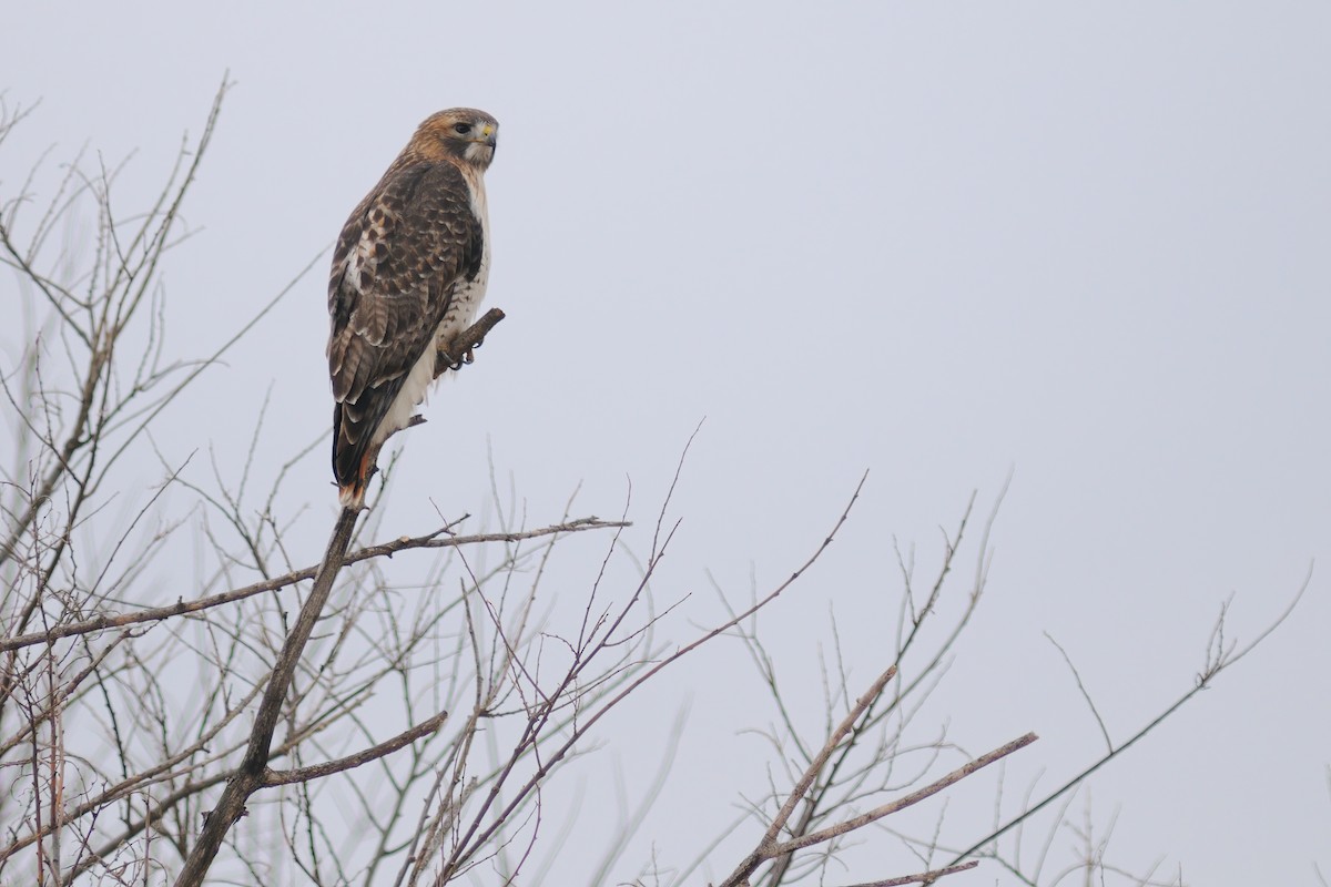 Red-tailed Hawk - ML295260761