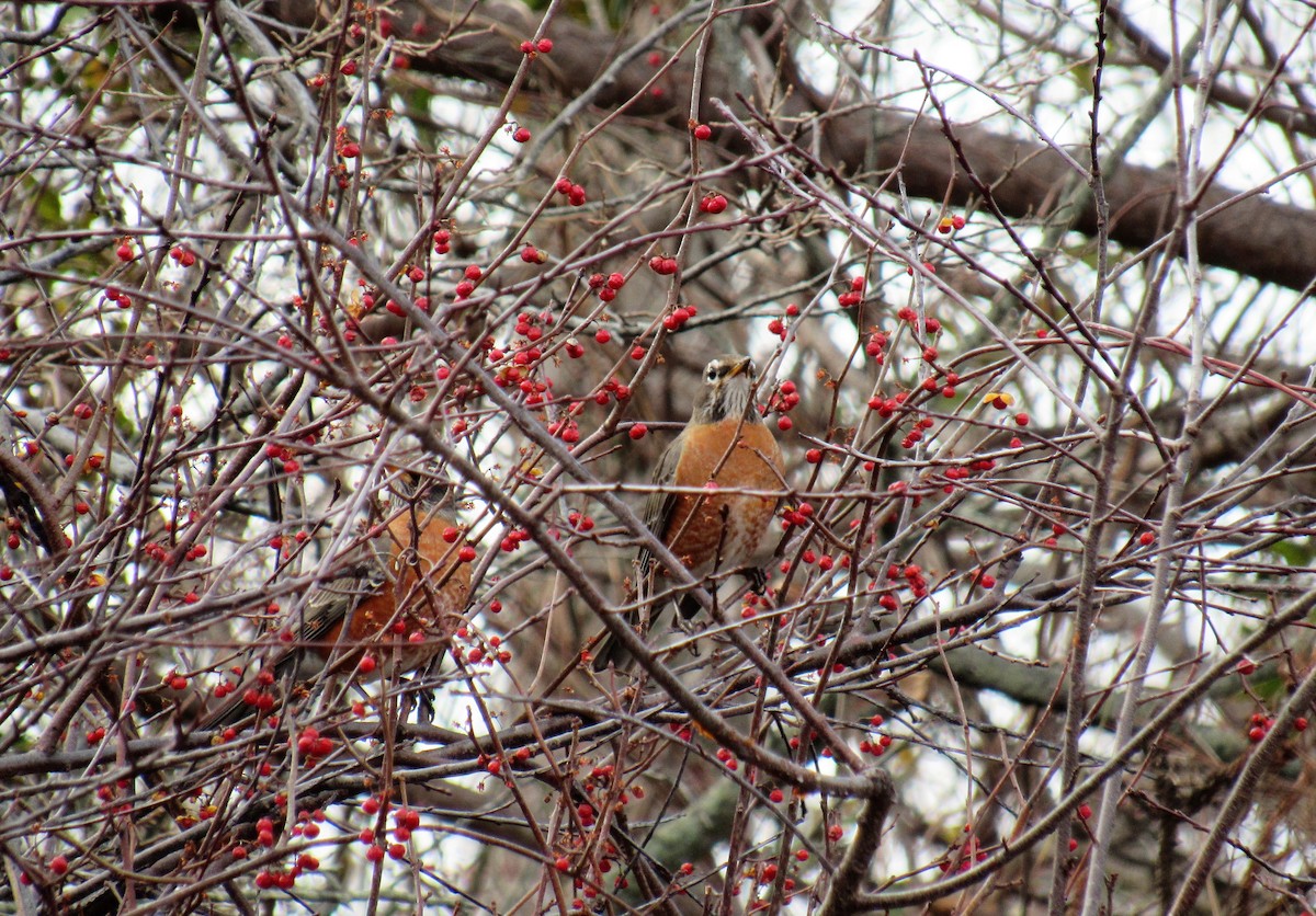 American Robin - John Haas