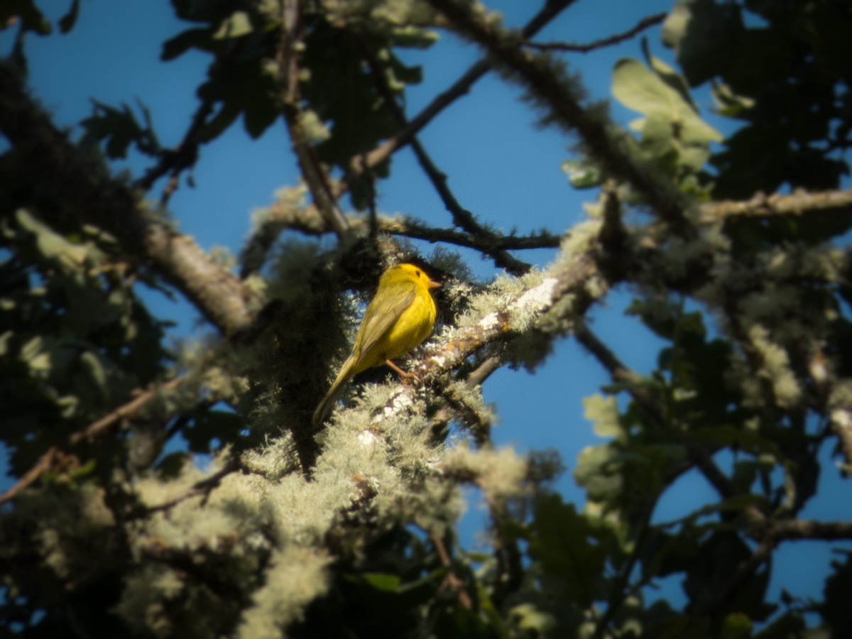 Wilson's Warbler - Lee Friedman