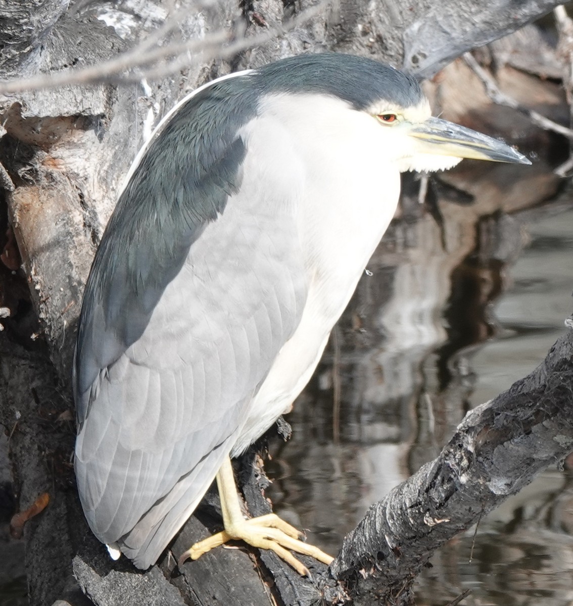 Black-crowned Night Heron - ML295262601