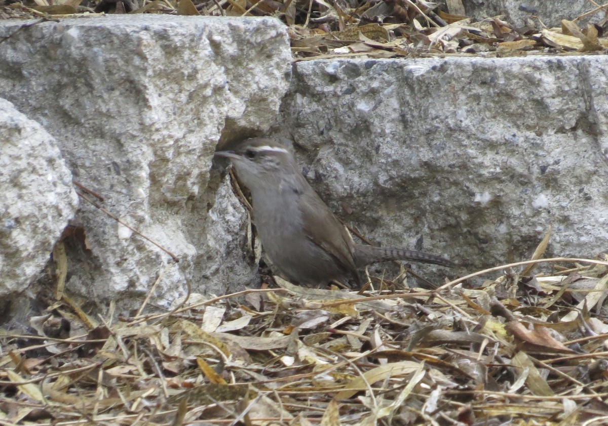 Bewick's Wren - ML295263051