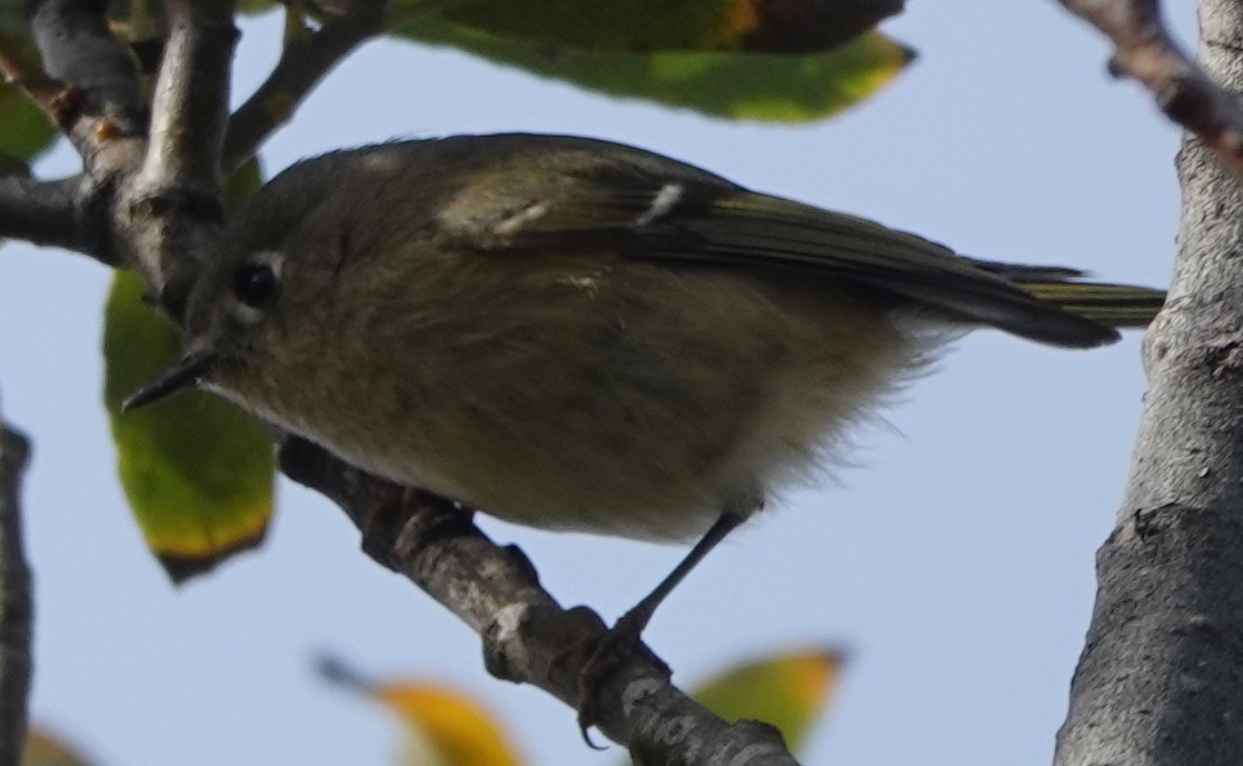 Ruby-crowned Kinglet - ML295263291